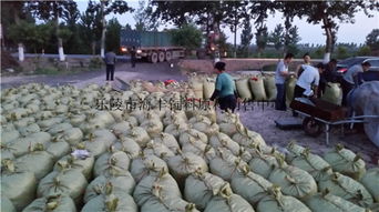 200噸飼料棗、爛棗、棗皮批發 樂陵市海豐飼料原料銷售中心價格優勢與產品實拍