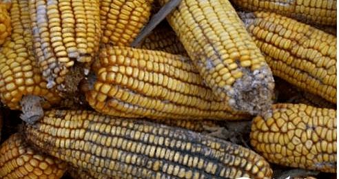 夏季飼料防霉與原料銷售策略 保障品質，贏得市場